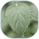 Lemon Balm Extract 10:1